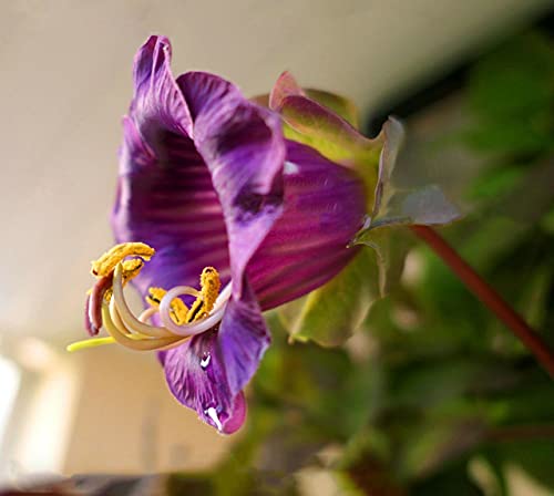 Vision4ever Cup and Saucer Vine Purple 4 Seeds Cobaea Scandens Climber Flower for Plantign Garden Yard Patio and Useful for Gifts (4 Seeds)
