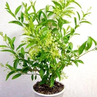 MVKR Night Queen Jasmine Plant - Raat ki Rani live Plant (B09H3CTR4G) Amazon Price History, Amazon Price Tracker