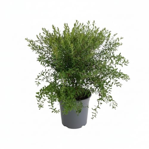 Brautspiere Spiraea arguta 60 cm hoch im 3 Liter Pflanzcontainer