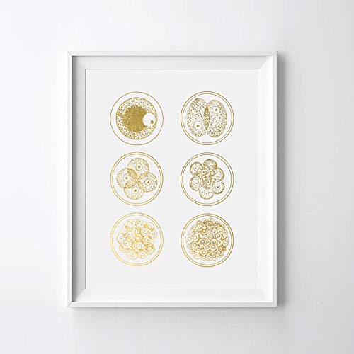 Cell Development Gold Foil Print, Gold Print, Biology Gold Print, Biology Cell Division Gold Foil Art Print, Cell Development Gold Print (08