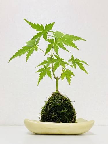 y؂݂сzۋʃLbg ܂ϗtAt S҂łȒPZbgI ہinCSPjEpyEEܑSē܂I ߂Ă̑ۋʍ