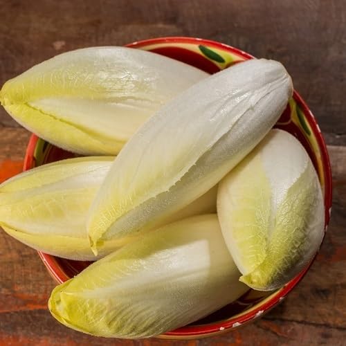 100pcs endives Vegetable Seeds red