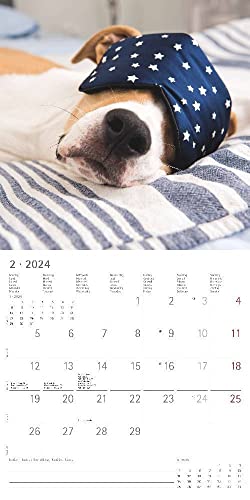 Funny Dogs 2024 - Broschürenkalender 30x30 cm (30x60 geöffnet) - Kalender mit Platz für Notizen - Hunde - Bildkalender - Wandkalender - Hundekalender