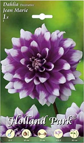 Holland Park Bulbi da Trapianto di Vari Colori e Tipologie a Fioritura Primaverile/Estiva (DALIA DECORATIVA JEAN MARIE 1 bulbo)