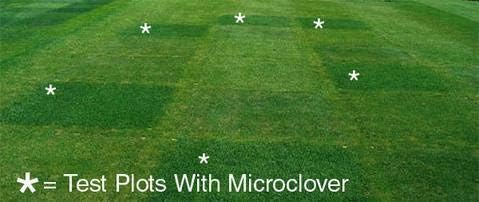 Microclover"Pipolina", Trifolium repens Small-Leaf Clover, Micro-Clover, Lawn Seed, 10 GR Pure (RU)