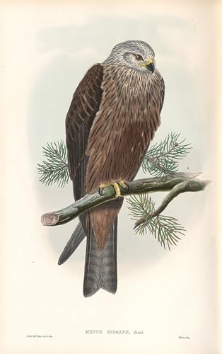 Affiche arts oiseau John Gould peinture sur toile pour sublimer votre décoration de bureau