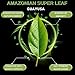 Amazonian Treasure, Organic Guayusa Tea Bags - 60 Count, Coffee Alternative, 50mg Natural Caffeine, Supports Natural Energy & Focus, Freshness Preserving Tin, Perfect for a Gift.