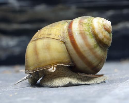 Teich Starter Set - 3X Sumpfdeckelschnecke (Viviparus viviparus) & 1x ToxEx Denitrifikationsball - heimische Algenfresser & Wasserpflege für Gartenteich & Kaltwasseraquarium
