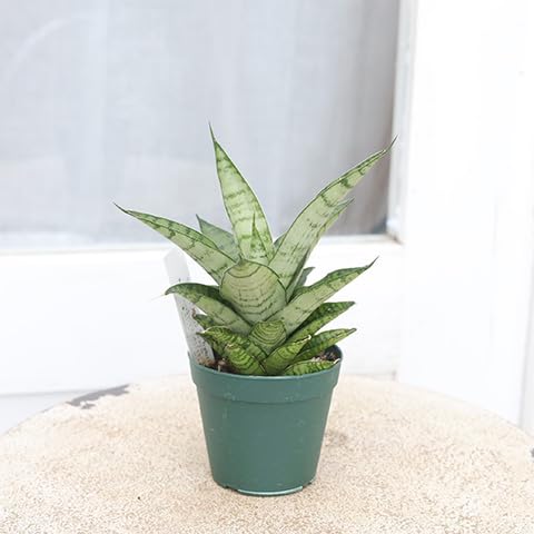 Amazon｜観葉植物 サンスベリア フランシシー ハイブリッド ラブラノス