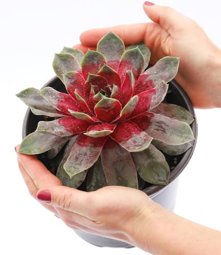BALDUR-Garten 1x Sempervivum Giants 'Steel Appeal', Pflanze im 9x9 cm-Topf, Sukkulente, mehrjährig - frostfrei halten, pflegeleicht, trockenheitsverträglich, hitzebeständig, immergrün