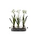 D & W Silks 174037 Paper Bulbs in Glass Jar Set on Metal Tray, White/Green/Clear/Grey