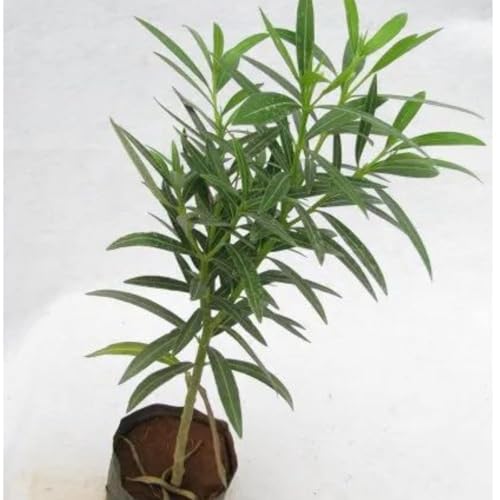 Image of Live Red Kaner Plant | Oleander Flowering Plant Live with Pot | Red Kaner Outdoor Shrub | Evergreen Flowering Plant for Home Garden, Balcony & Terrace