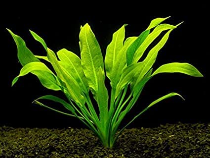 See full amazon price history chart for Maalavya Echinodorus Bleheri 3 to 5 Leaves Live Aquarium Aquatic Plant With Pot (Pack Of 3) Maalavya Echinodorus Bleheri 3 to 5 Leaves Live Aquarium Aquatic Plant With Pot (Pack Of 3) (B0BN3H31T9) Amazon Price History, Amazon Price Tracker