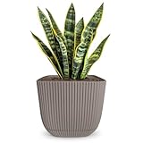 Macetas para interiores: descubre las macetas de interior perfectas que mejoran el ambiente de tu hogar mientras nutren tus plantas. Nuestras macetas de orquídeas especialmente diseñadas proporcionan el ambiente ideal para que tus orquídeas florezcan. Experimenta la comodidad de las macetas de riego automático en interiores, asegurando que tus orquídeas reciban la cantidad adecuada de hidratación, manteniéndolas vibrantes y saludables con el mínimo esfuerzo.