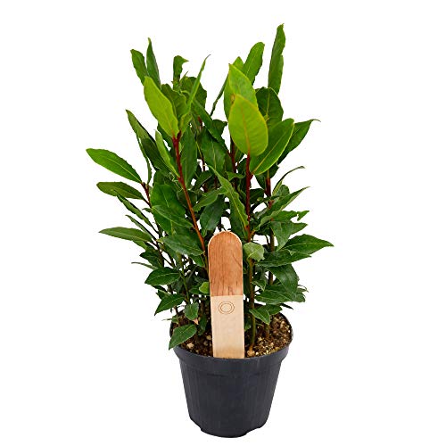 Bay Laurel Plant in a 12cm Pot - Laurus Nobilis Herb Plant for Culinary Use