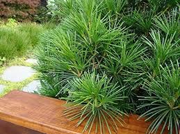 Giapponese Ombrello Pino, Sciadopitys Verticillata, Semi di albero (16 Semi)