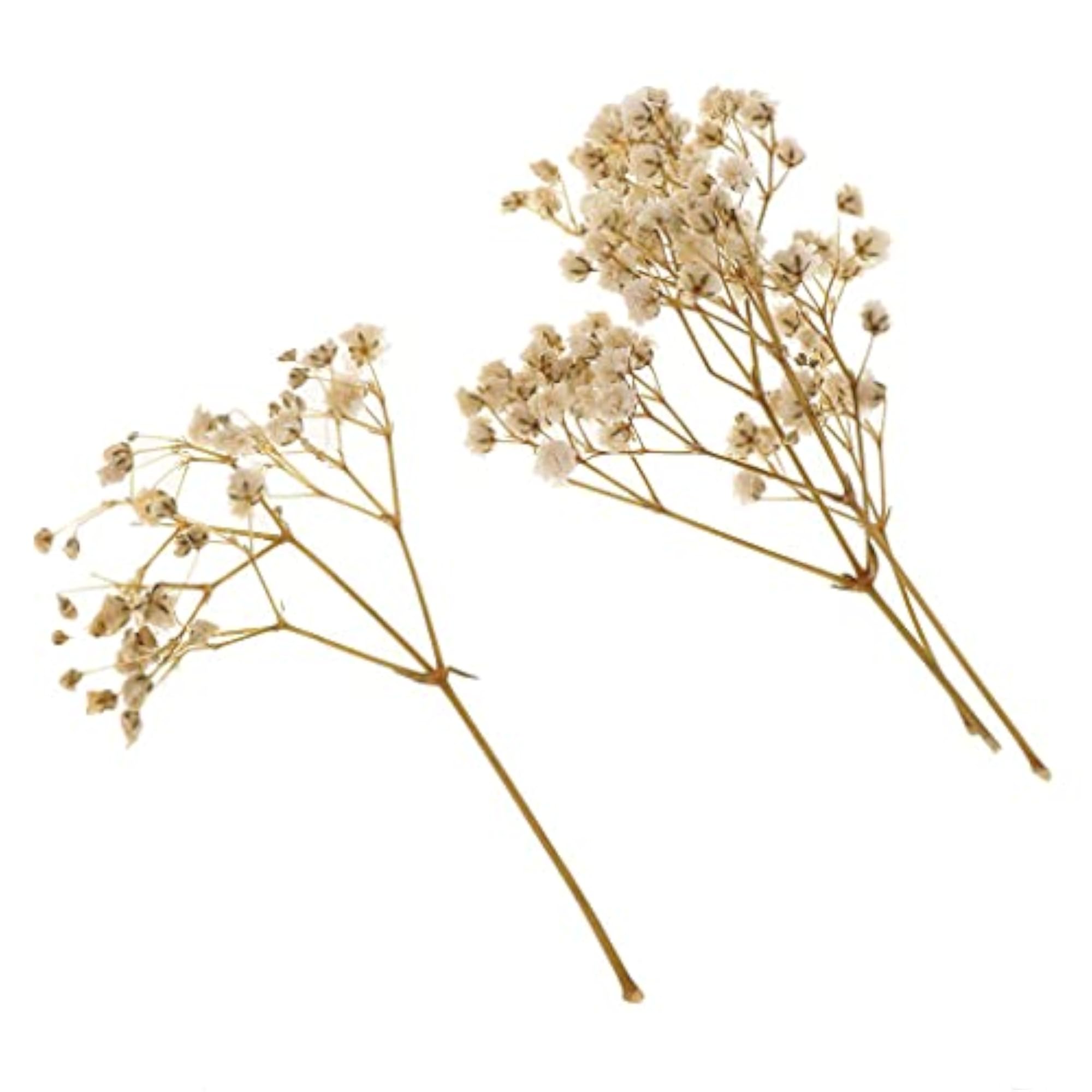 Pressed Leaves Natural Dried Flowers for Scrapbooking