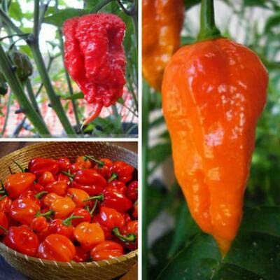 All Season Gardens Vegetable Worlds Hottest Carolina Reaper Chili Pepper, 40+ Seeds (B07RCY4WN3) Amazon Price History, Amazon Price Tracker