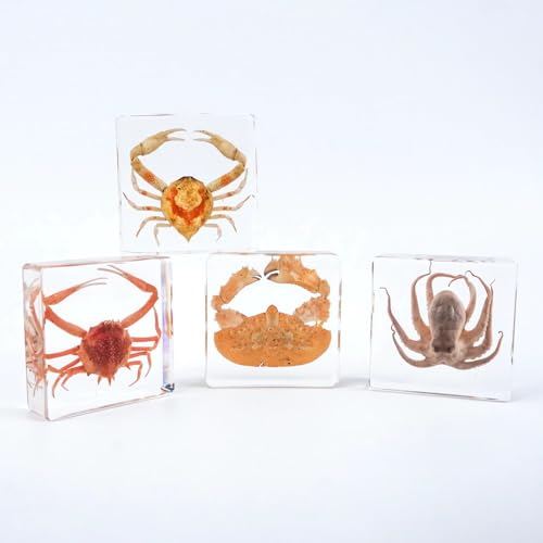 Image of Taxidermy Crabs, Real Oceans Animals Specimen in Resin Preserved, Clear for Closer-Look & Study, Science Educational Classroom Specimens for Home Office Ornament Novelty Gift (3.0x3.0x0.8-inch)