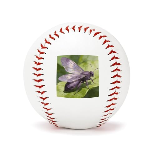 TESBNDDJ Insect-Purple Baseballs Leather Cover,Use Practice Baseballs with Raised Seams,Durable