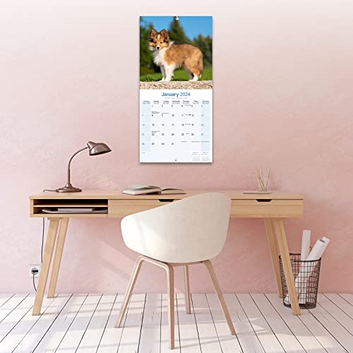 Shetland Sheepdog Calendar 2024 - Image 4