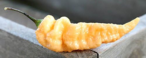 Miniatura 2 de Peach Bhut Jolokia Heirloom Ghost Pepper Paquete de semillas prémium + más