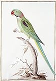TVLAR Reproduction de peinture sur toile représentant Alexandrine Perruche par Nicolas Robert - 60 x 90 cm