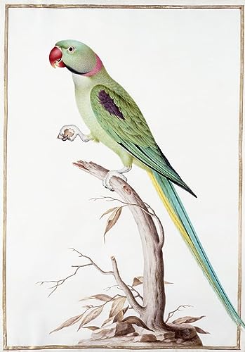 Impression d'affiches Perruche Alexandrine Toile Nicolas Robert pour Salon