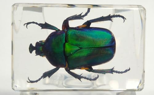 Image of 44mm Real Unicorn Green Rose Chafer Beetle in Crystal Clear Lucite Resin Specimen St. Patrick's Day Color Preserved Trigonophorus Insect Bug Taxidermy Collection Biology Science Education Desk Display