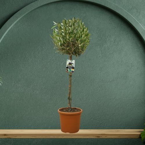 Olea europaea – Olivenbaum Hochstamm 130 cm | Topf Ø 25 cm