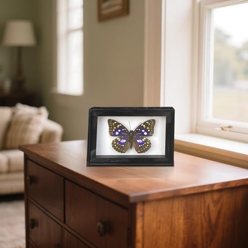 Papillon queue d'hirondelle violette idée cadeau naturaliste