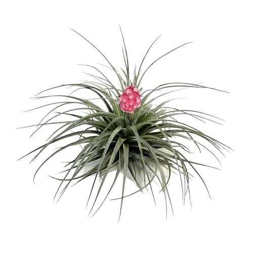 Fascinante Tillandsia Cotton Candy Planta del Aire Viva y Encantadora