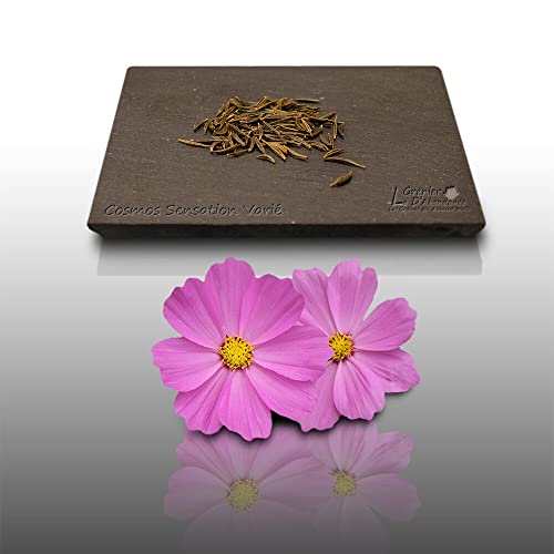 100 graines Fleurs à semer - Le Grenier d'Abondance - COSMOS sensation varié - Cosmos