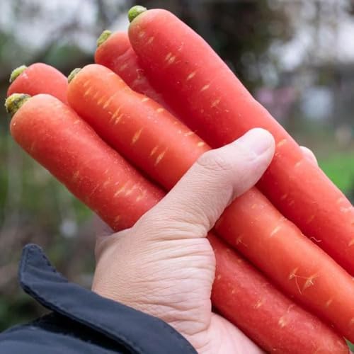 semi di carota balcone - biologici giardino rialzato roccioso da resistenti all'esterno 150pcs