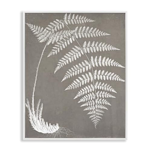 Fern Leaves Roots Botanical Study, 24 x 30 Inch Framed Giclée Print