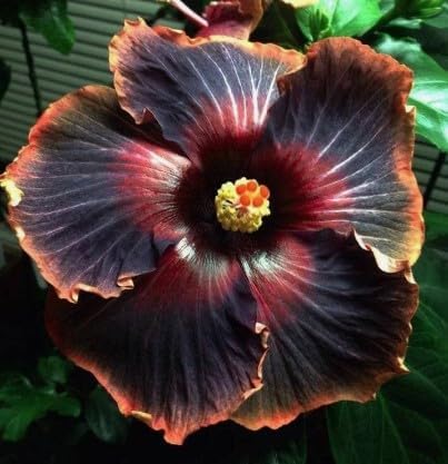 Miniatura 4 de 30 semillas raras de hibisco arcoíris negro, impresionantes flores negras para jardines coloridos