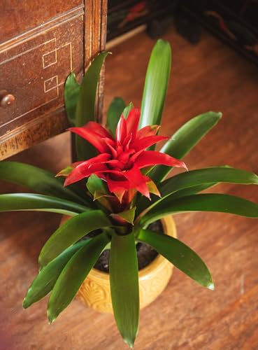 American Plant Exchange Live Bromeliad Guzmania – 6-Inch Pot – Colorful Tropical Houseplant with Bright Long-Lasting Blooms, Easy Care Indoor Plant for Desks, Kitchens, Patios & Home Décor American Plant Exchange Live Bromeliad Guzmania – 6-Inch Pot – Colorful Tropical Houseplant with Bright Long-Lasting Blooms, Easy Care Indoor Plant for Desks, Kitchens, Patios & Home Décor