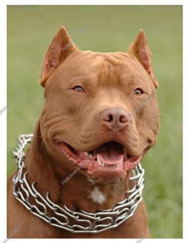 PSK PET MART Stainless Steel Chrome Plated Prong Collar for Dogs - 22 inch