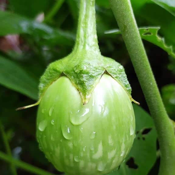 Green World Brinjal Eggplant F1 Green Os 995 For Kitchen Gardening (Seed, 150) (B0B66X75DY) Amazon Price History, Amazon Price Tracker