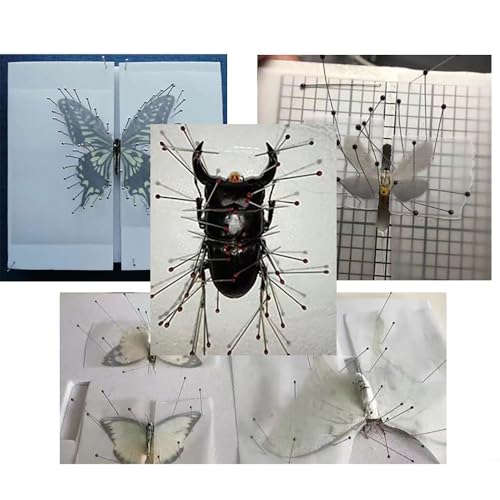 Image of 300PCS Stainless Steel Specimen Pins Entomology Pins Insect Pins for Dissection Butterfly Collections