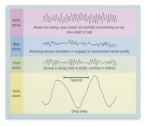 Dream Cycle Science Poster Exploring Brain Waves from Light Sleep to Deep Sleep Wall Decor(Framed,12x18inch(30x45cm))
