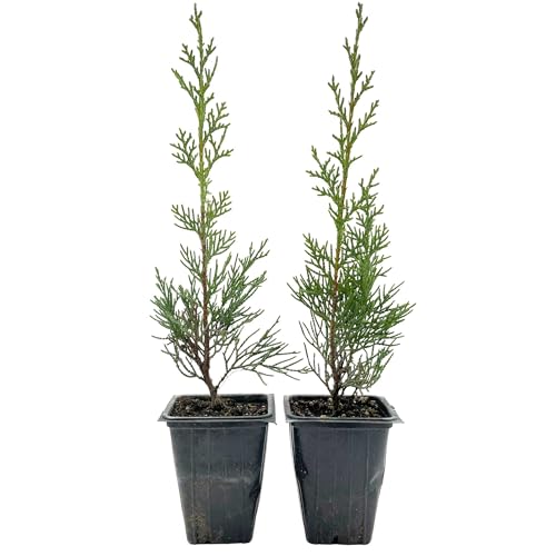 2 Blue Italian Cypress Tree – Fast-Growing Privacy Tree with