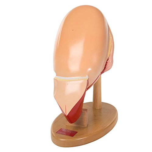 Image of W42553 3rd Trimester Pregnancy Insert,Grade: 1 to 12, 6 inch Height, 10 inch Wide, 12 inch Length