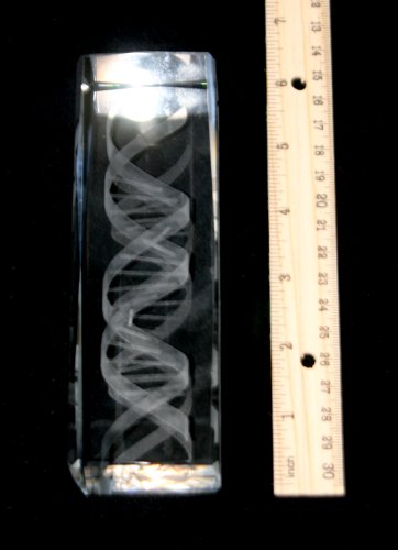 Figura decorativa estatua de cristal DNA 6 pulgadas miniatura 3