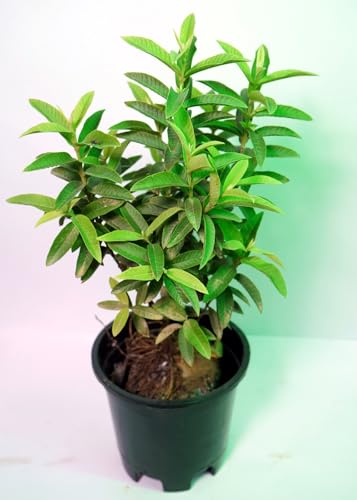 Image of Bigreen Chinese Guava Live Plant /Strawberry Guavas /Chinna Red Cherry Guava /Psidium cattleyanum /Amrud Plant a€ inch Fruit Plant for Home Garden, Terrace, Balcony a€ inch Pack of 1