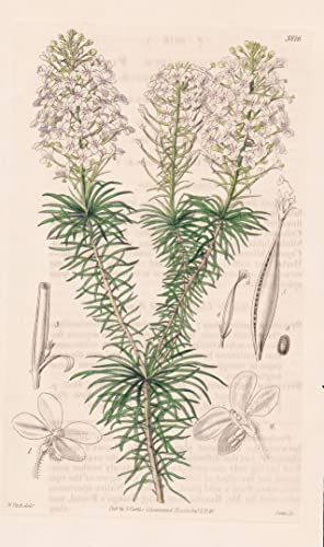 Stylidium Fasciculatum. Fascicled-Leaved Stylidium. Tab. 3816 - Australia Australien / Pflanze Planzen plant plants / flower flowers Blume Blumen / botanical Botanik botany / aus 