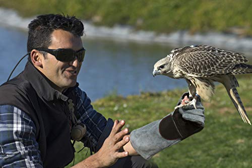 Rapicca Animal Handling Gloves Bite Proof Kevlar Reinforced Leather Padding Dog,Cat Scratch,Bird Falcon Gloves Grabbing Reptile Squirrel Snake Bite 16In Grey-Black #TOP2