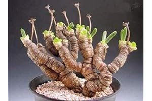 Monilaria Moniliformis !! (BOG) Exotic Mesembs Rare Succulent String of Pears 30 Seeds, Succulent, Cactus