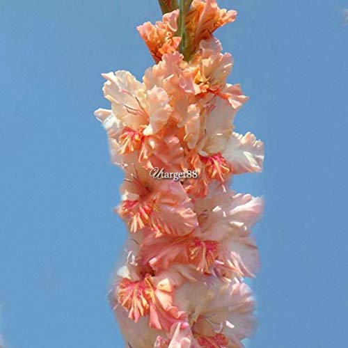 Portal Cool Rosso Bianco: Gladiolo perenne Semi di Fiori Giardino Piante en Vaso aerobico Spada Lily Utar