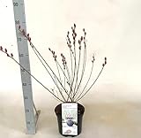 Salix gracilistyla 'Mount Aso' – Rosa Riesen-Salweide Busch (50–60 cm) | Zierstrauch mit rosa Weidekätzchen | Winterharte Kätzchenweide, bienenfreundlich, ideal für Garten & Kübel